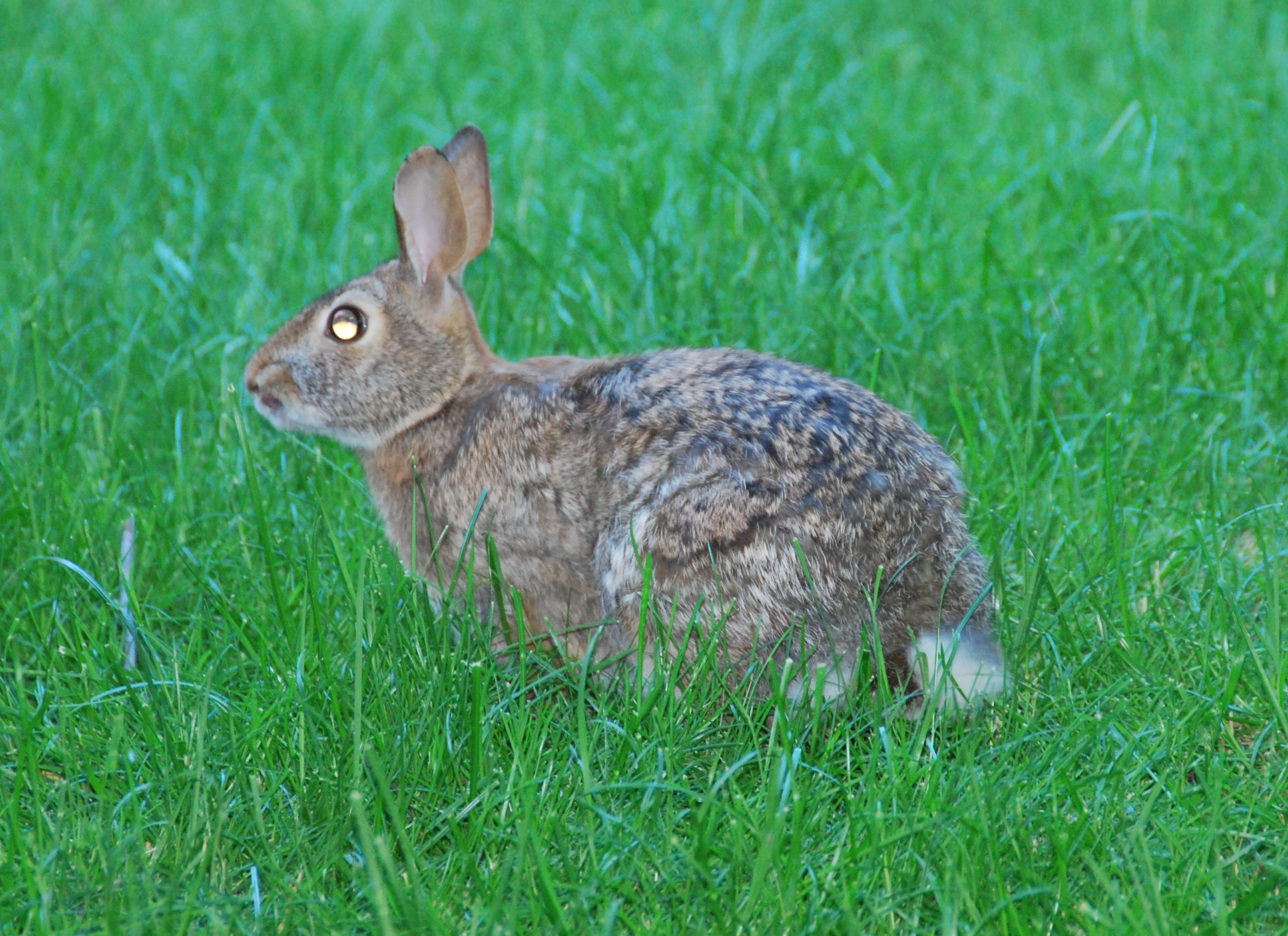 Growth And Changes In Animals The Stories Of Nature
